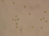 Bondarzewia occidentalis image