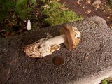 Amanita sect. Vaginatae image