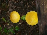 Floccularia luteovirens image
