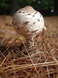 Chlorophyllum rachodes image