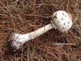 Chlorophyllum rachodes image