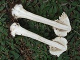 Chlorophyllum rachodes image