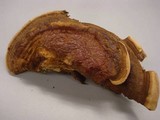 Ganoderma sessile image