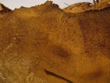 Ganoderma sessile image