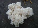 Hericium americanum image