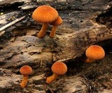 Flammulaster erinaceellus image