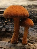 Flammulaster erinaceellus image