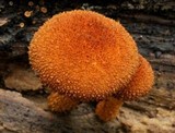 Flammulaster erinaceellus image
