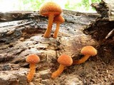 Flammulaster erinaceellus image
