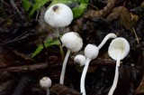 Leucocoprinus brebissonii image