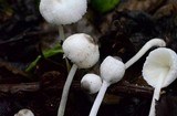 Leucocoprinus brebissonii image