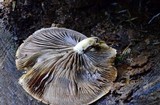 Hemistropharia albocrenulata image