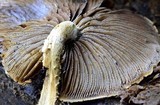 Hemistropharia albocrenulata image