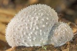 Hohenbuehelia mastrucata image