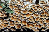Plicaturopsis crispa image
