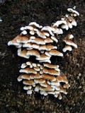 Plicaturopsis crispa image