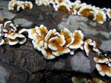 Plicaturopsis crispa image