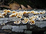 Plicaturopsis crispa image
