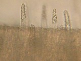 Phanerochaete sordida image