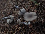 Image of Entoloma approximatum