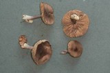 Entoloma approximatum image