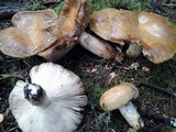 Russula fragrantissima image