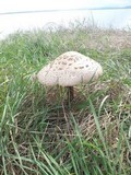 Chlorophyllum rachodes image