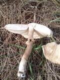Chlorophyllum rachodes image
