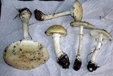 Amanita velatipes image