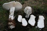 Amanita suballiacea image