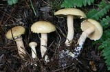 Suillus acidus image