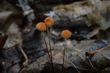 Marasmius siccus image