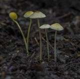 Mycena crocea image