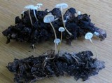 Strobilurus conigenoides image