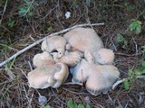 Albatrellus flettii image