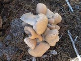 Albatrellus flettii image