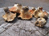 Cantharellus subalbidus image