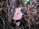 Hydnellum peckii image