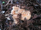 Gomphus bonarii image