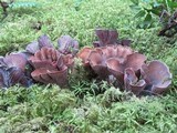 Gomphus clavatus image