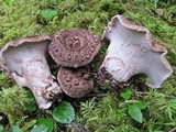 Sarcodon scabrosus image