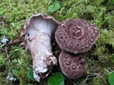 Sarcodon scabrosus image