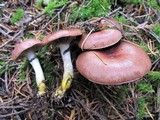 Gomphidius subroseus image