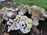 Cantharellus subalbidus image