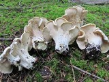 Cantharellus subalbidus image