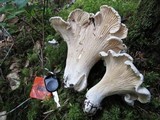 Cantharellus subalbidus image
