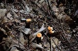 Hydnum umbilicatum image