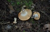 Hydnum umbilicatum image