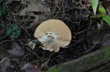 Hydnum umbilicatum image