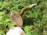 Phylloporus rhodoxanthus image